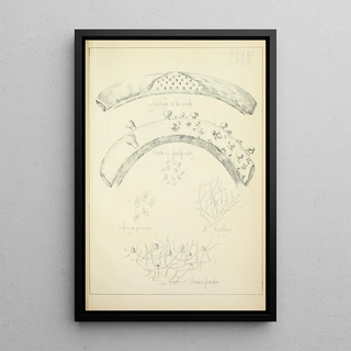 Guillaume Sicard - Histoire naturelle des champignons Pl75.webp