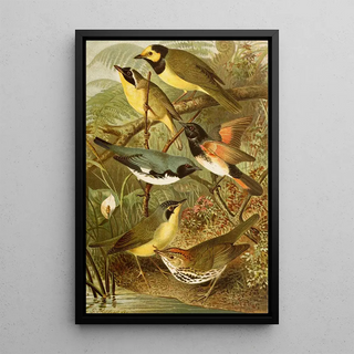 Gustav Mutzel - Die Nordamerikanische Vogelwelt pl15.webp