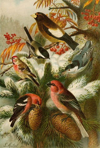 Gustav Mutzel - Die Nordamerikanische Vogelwelt pl22.webp