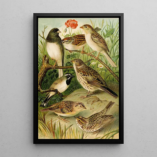 Gustav Mutzel - Die Nordamerikanische Vogelwelt pl24.webp