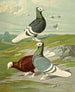 C. albicauda - Gustav Prütz — näkymä teoksesta