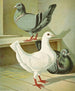 C. brevicauda - Gustav Prütz — näkymä teoksesta