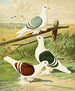 C. clypeata - Gustav Prütz — näkymä teoksesta