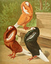 C. cuculata - Gustav Prütz — näkymä teoksesta