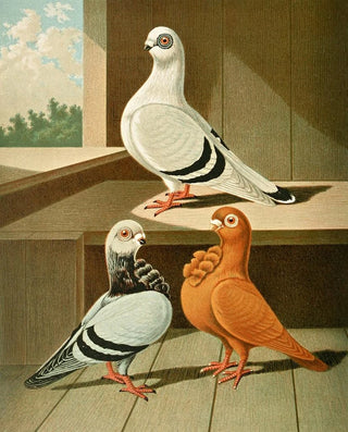 Gustav Prtz - C damascena C bubo major.webp