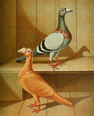 Gustav Prtz - C dimacha.webp