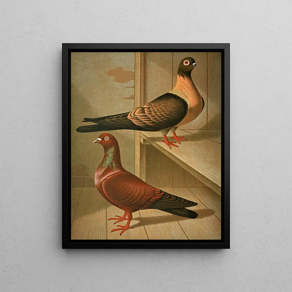 Gustav Prtz - C fulgens C cypselus.webp