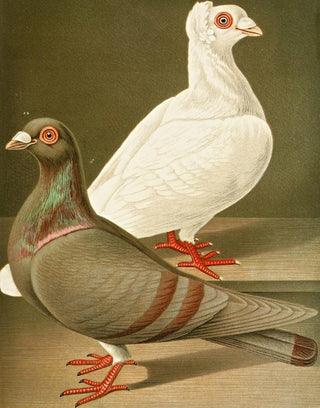 Gustav Prtz - C gigas C romana.webp