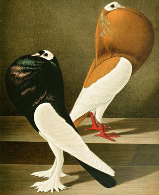 Gustav Prtz - C gutturosa eques.webp