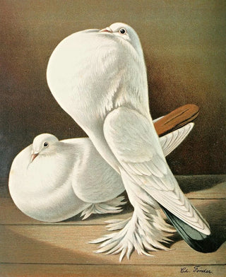 Gustav Prtz - C gutturosa maxima Pom.webp