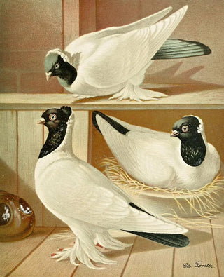 Gustav Prtz - C gyratrix coloriceps.webp