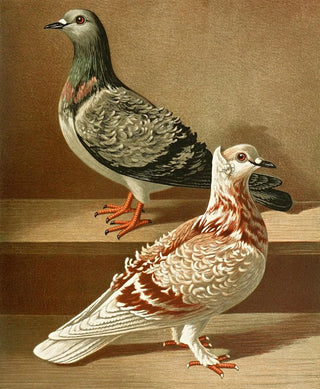 Gustav Prtz - C hispida.webp