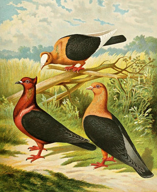 Gustav Prtz - C illyrica.webp
