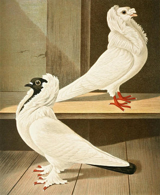 Gustav Prtz - C jubata.webp
