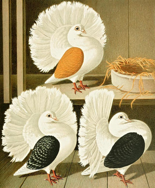 Gustav Prtz - C laticaudae.webp