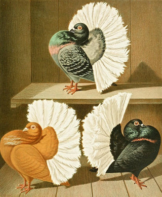 Gustav Prtz - C laticaudae II.webp