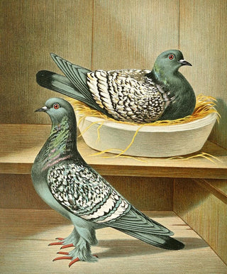 Gustav Prtz - C livia agrestis.webp