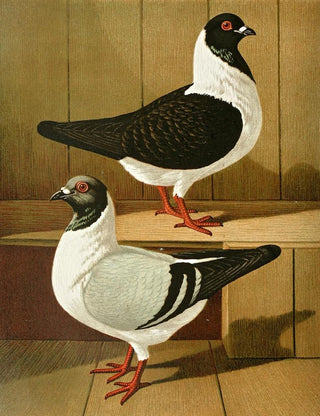 Gustav Prtz - C mutinensis.webp