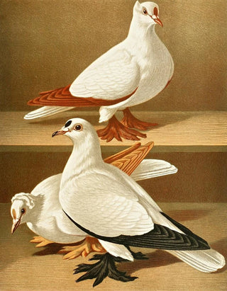 Gustav Prtz - C remigalis.webp