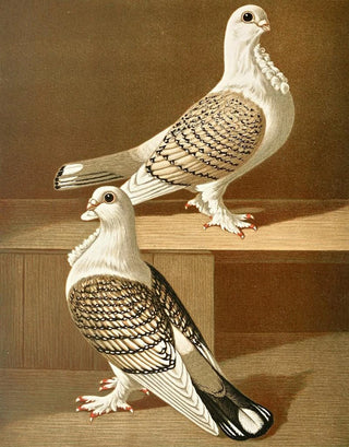 Gustav Prtz - C sericatae.webp