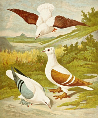Gustav Prtz - C sterninae.webp