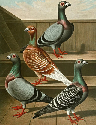 Gustav Prtz - C tabellaria europea.webp
