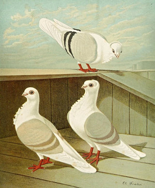 Gustav Prtz - C turbita.webp