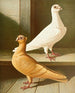 Turkki-maalaus - Gustav Prütz — näkymä teoksesta