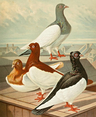 Gustav Prtz - Dnisch Elster.webp