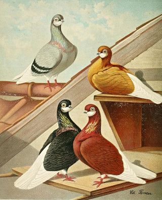 Gustav Prtz - Englische Barttmmler.webp