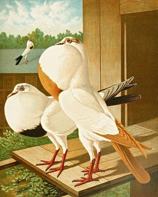 Gustav Prtz - Gestorchte Brnner Krpfer.webp