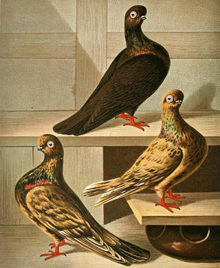 Gustav Prtz - Glattfssige Hochstirnige KurzUnd DnnschnabelTmmler.webp