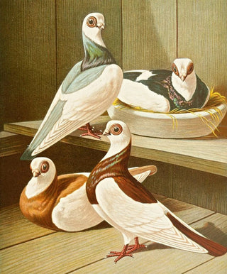 Gustav Prtz - Hochstirnige KurzUnd DickschnabelTmmler.webp