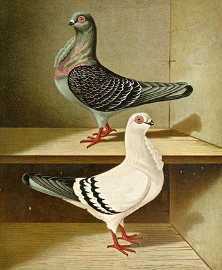 Gustav Prtz - Italienisches Mvchen.webp