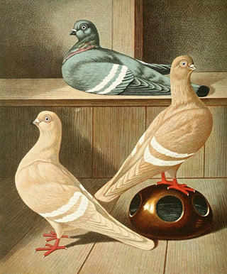 Gustav Prtz - Praqer Weissbindige Tmmler.webp