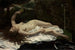 Nainen maalaus papukaijan kanssa - Gustave Courbet — näkymä teoksesta