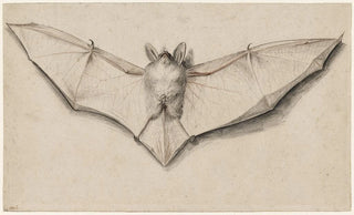 Hans Holbein The Younger - Bat with Outspread Wings.webp