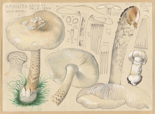 Hans Walty - Amanita lividopalescens Secr Boud.webp