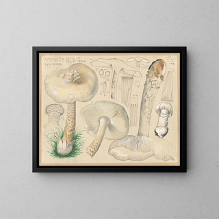 Hans Walty - Amanita lividopalescens Secr Boud.webp