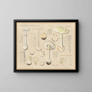 Hans Walty - Amanita mappa Batsch.webp