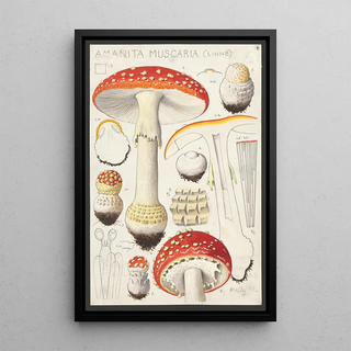Hans Walty - Amanita muscaria Linn.webp