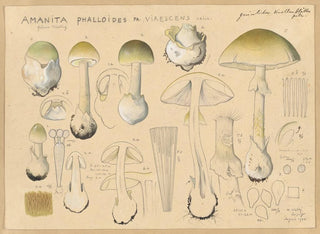 Amanite phalloïde Fr virescens - Hans Baldung — näkymä teoksesta