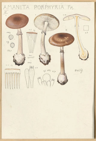Hans Walty - Amanita porphyria Fr.webp