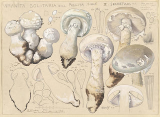 Hans Walty - Amanita solitaria Bull pellita Gillet II secretan.webp