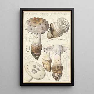 Hans Walty - Amanita strobiliformis.webp