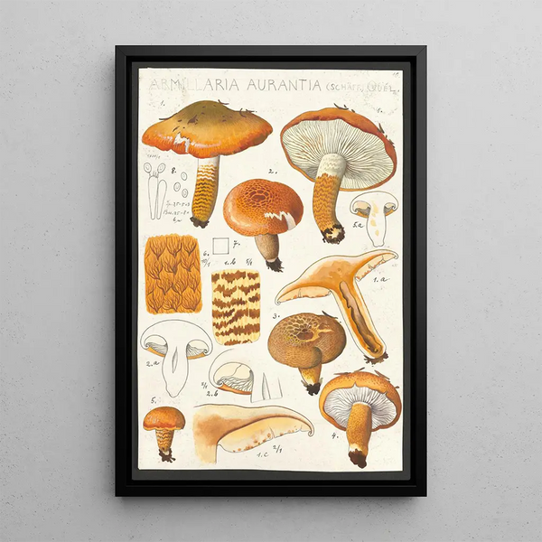 Hans Walty - Armillaria aurantia Schff Qul.webp