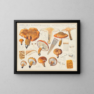 Hans Walty - Armillaria aurantia Schff Qul Tricholoma aurantium Schff nach Ricken.webp