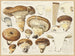 Armillaria impérialis - Hans Baldung — näkymä teoksesta