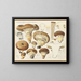 Armillaria impérialis - Hans Baldung — kehystetty taideteos seinällä