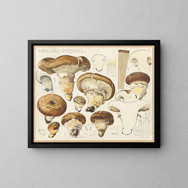 Armillaria impérialis - Hans Baldung — kehystetty taideteos seinällä